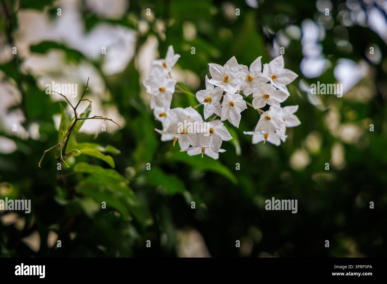 Un primo piano mette in risalto delicate fiori di gelsomino bianchi che sbocciano tra una vegetazione verde e vivace. L'immagine evoca un senso di tranquillità e bellezza naturale Foto Stock