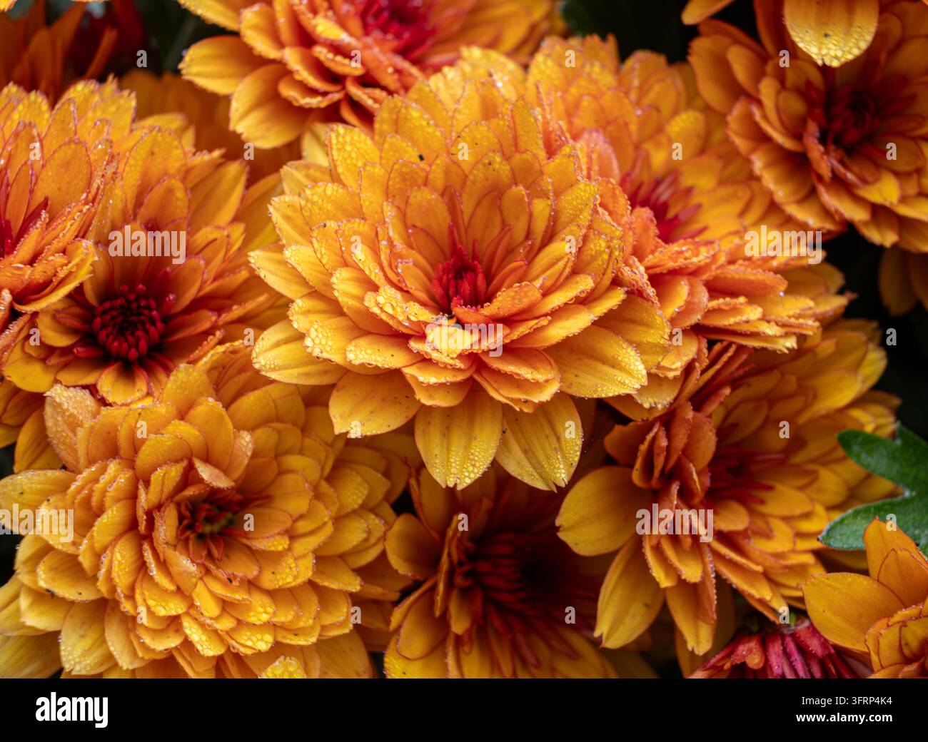 Grappolo di fiori di crisantemo arancioni e dorati che riempiono il fotogramma, petali stratificati in toni caldi autunnali su una pianta di crisantemo da giardino Foto Stock