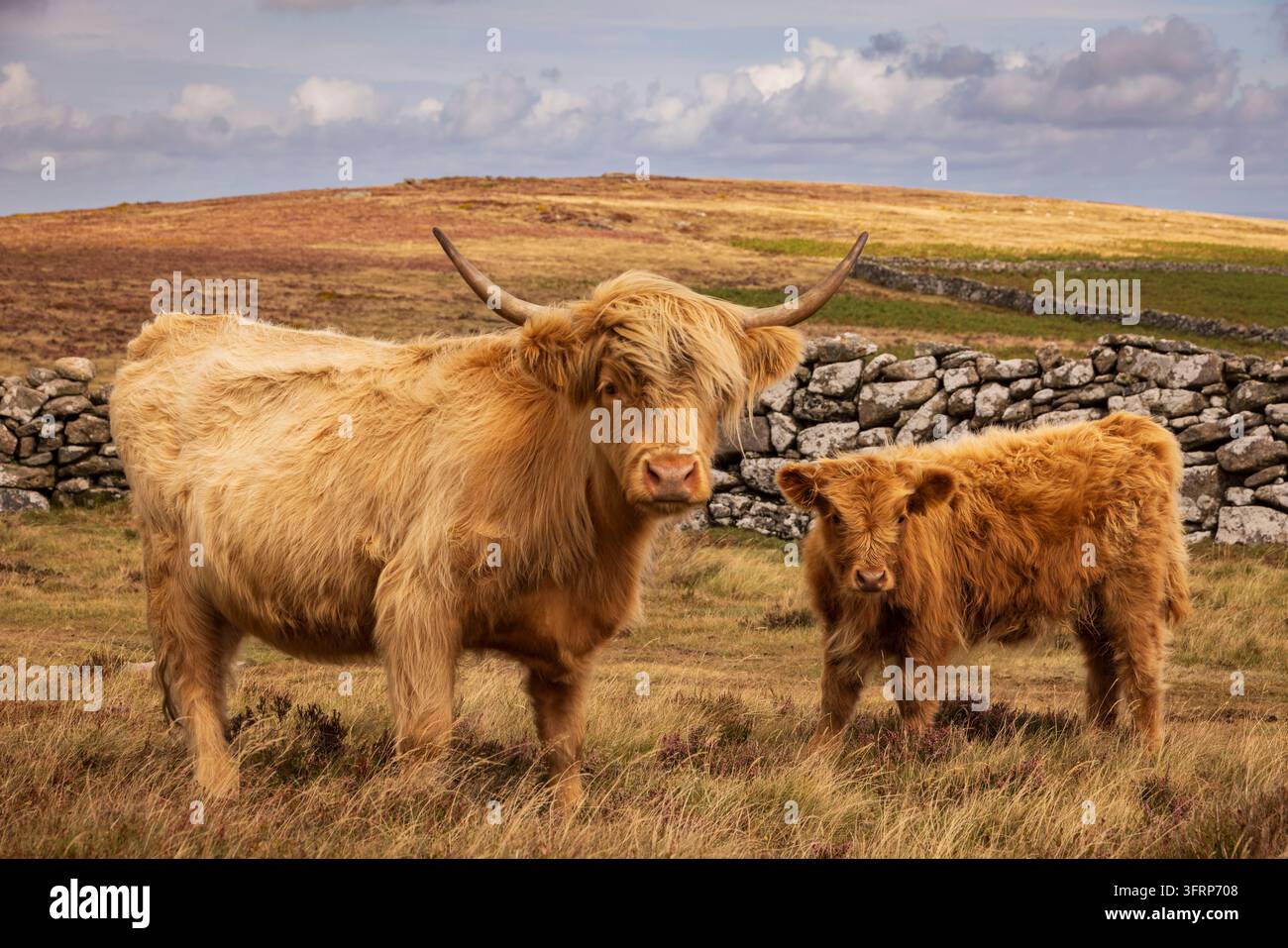 Mucca delle Highlands e vitello che pascolano sulla brughiera di Dartmoor, Devon, Inghilterra. Estate (agosto) 2026. Foto Stock