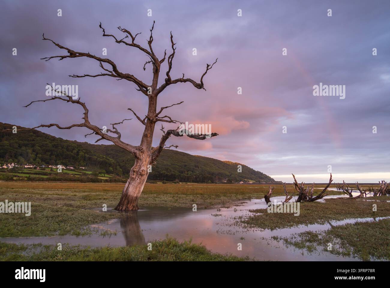 Albero morto sulla Porlock Marsh nel Parco Nazionale di Exmoor, Somerset, Inghilterra. Autunno (settembre) 2026. Foto Stock