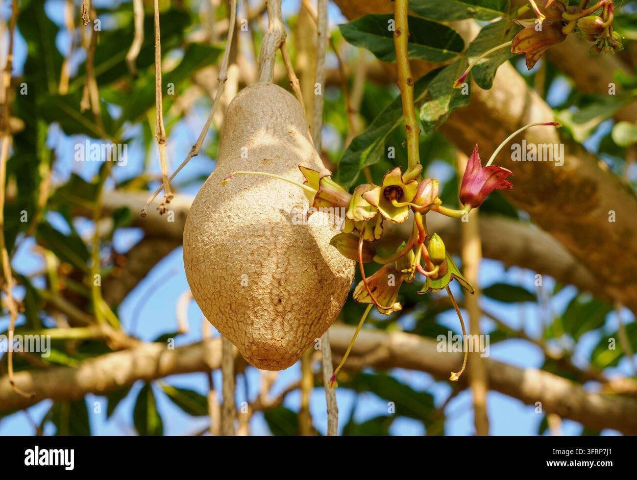 Un grande frutto legnoso e uno stelo fiorito pendente da un albero a salsiccia (Kigelia africana) Foto Stock
