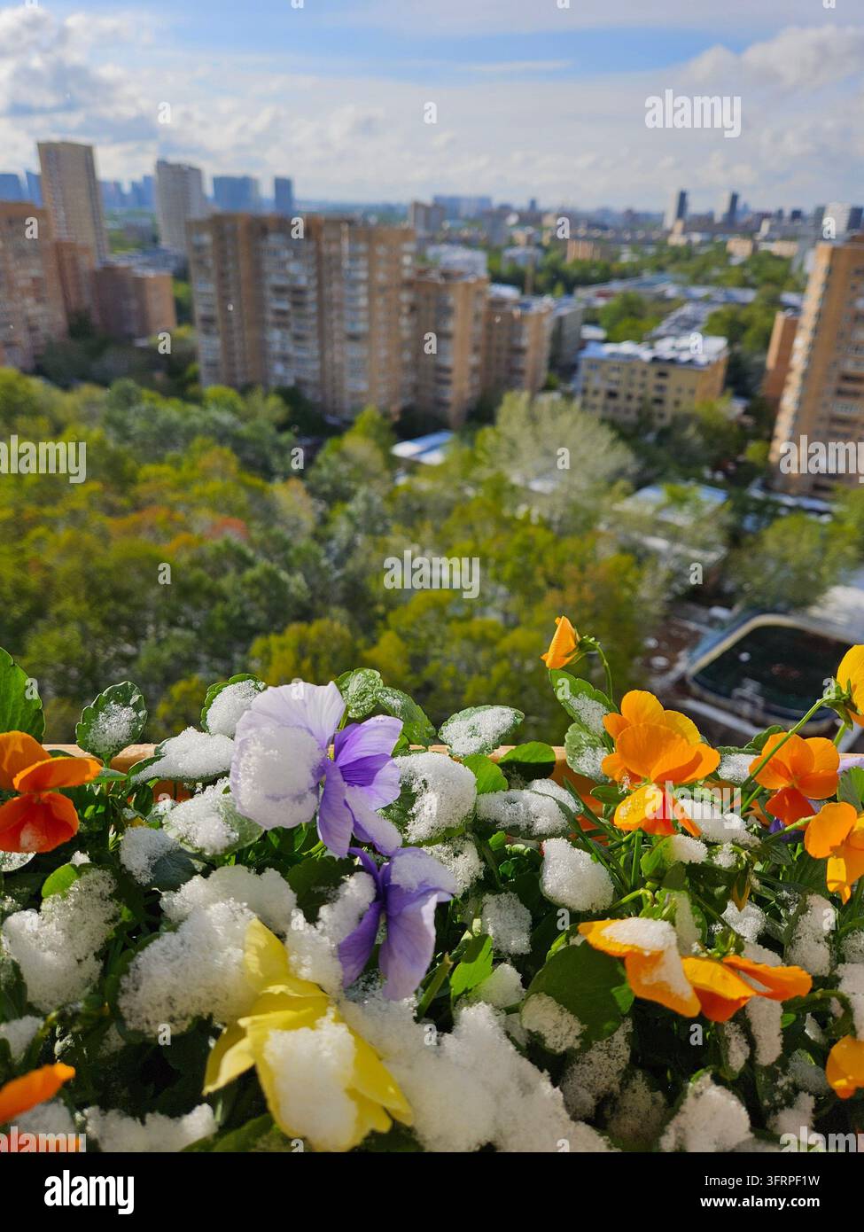 Vaso di fiori con un mazzo di fiori e neve sopra. I fiori sono viola e arancione vicino alla città Foto Stock