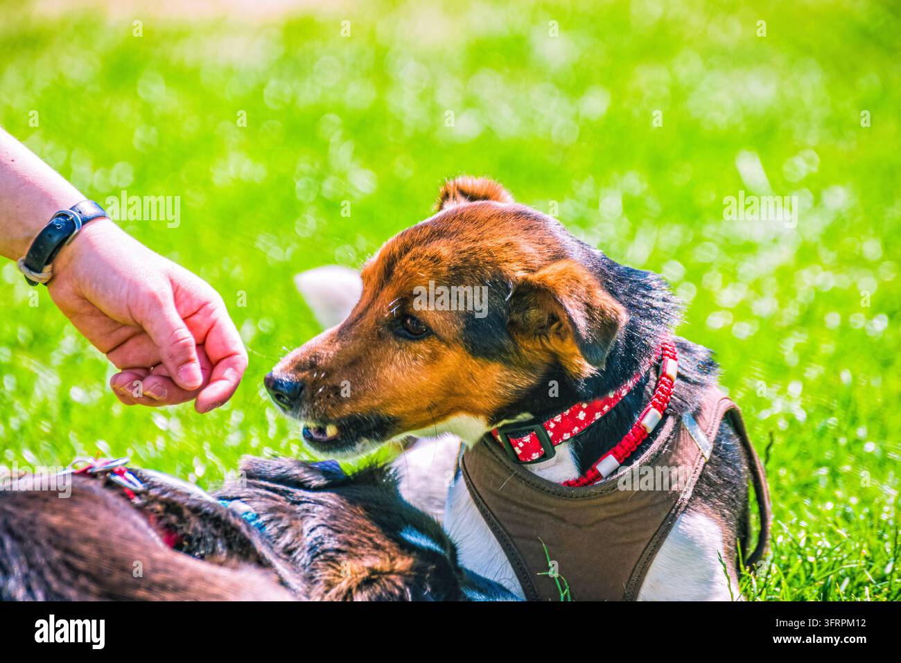 Cane con orecchie floppy sniffs la mano del proprietario Foto Stock
