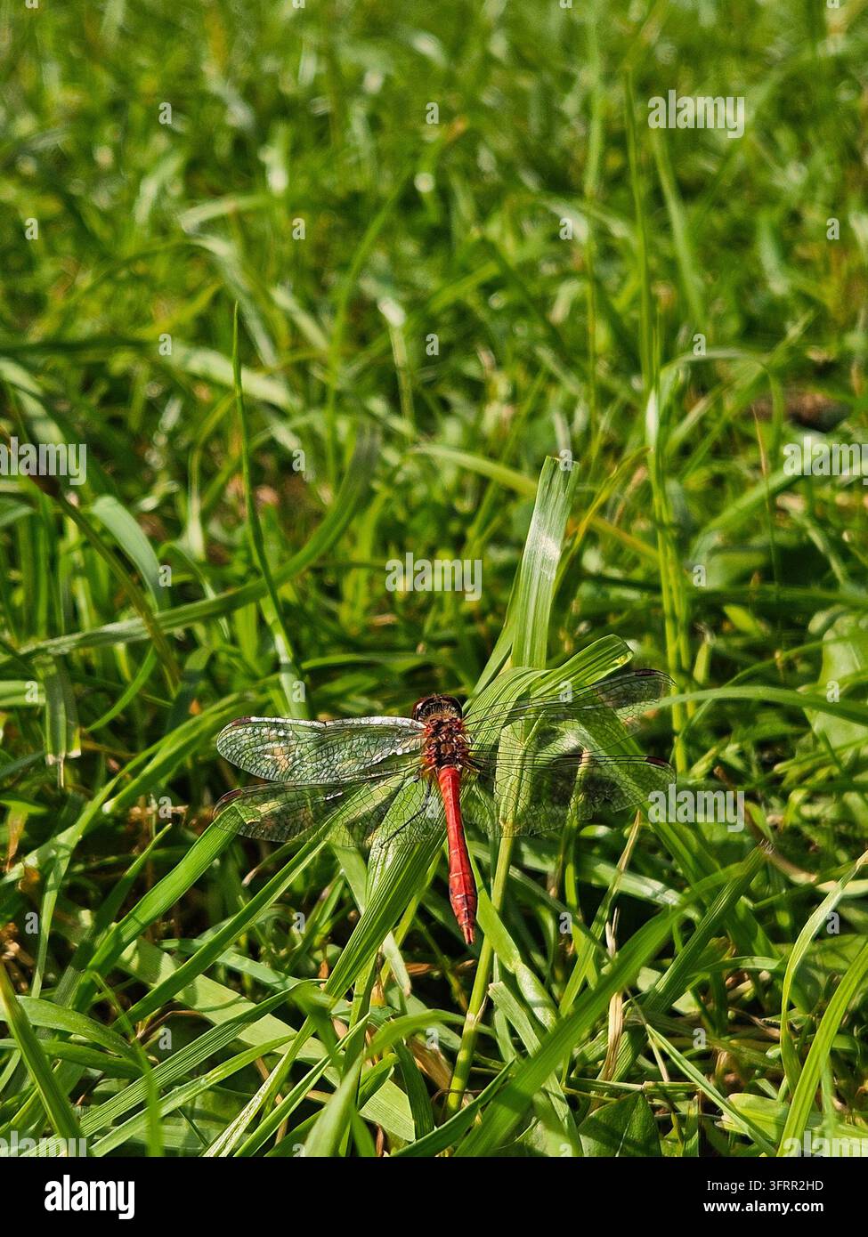Libellula è seduta sull'erba verde. La libellula è rossa e nera - Libellula rossa si posa su ciuffi d'erba verde. Le ali fragili luccicano nella luce soffusa del giorno. I ciuffi d'erba ondeggiano leggermente intorno all'insetto Foto Stock