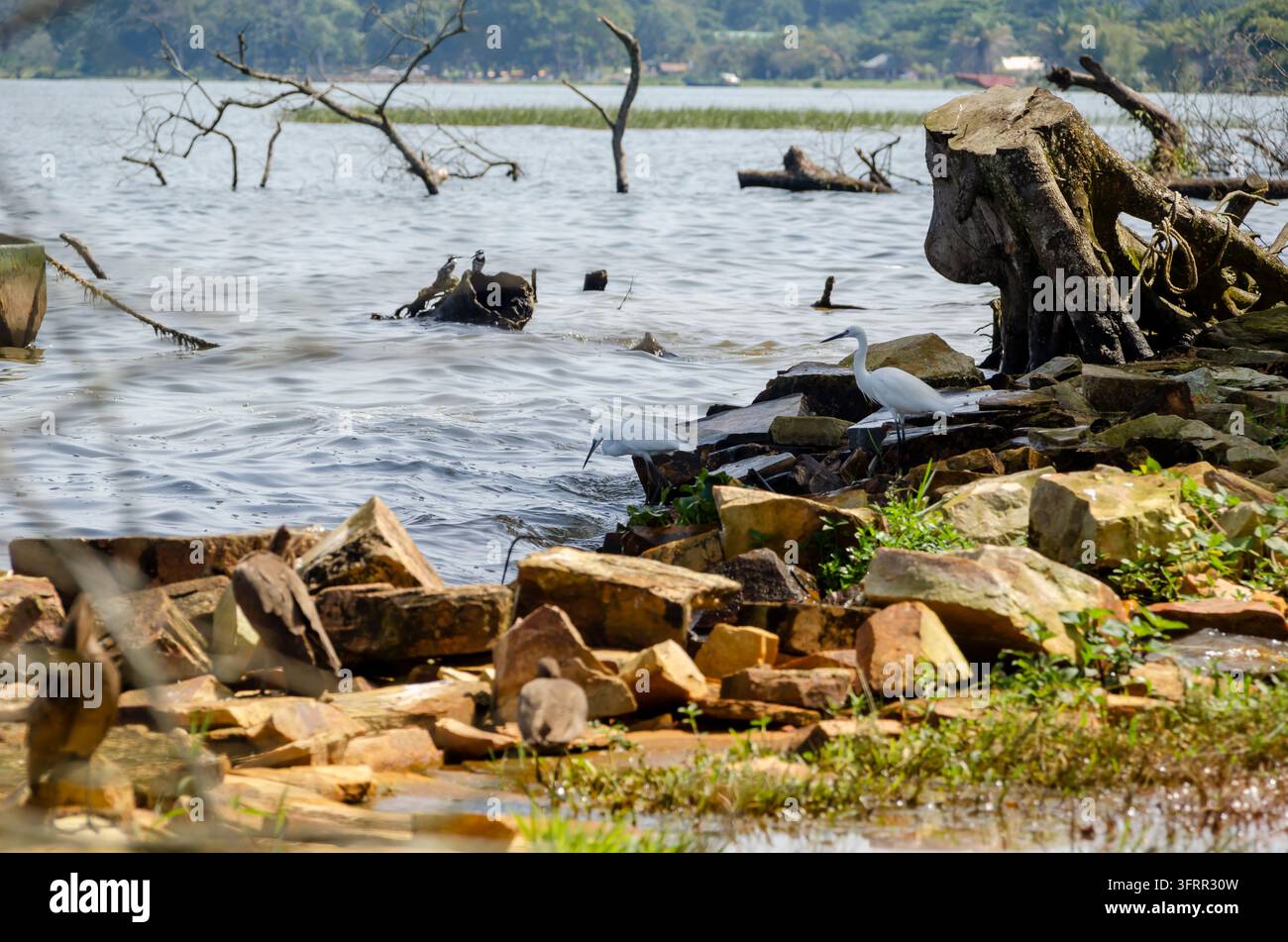 Uccelli cercano cibo nell'acqua in un resort. Foto Stock