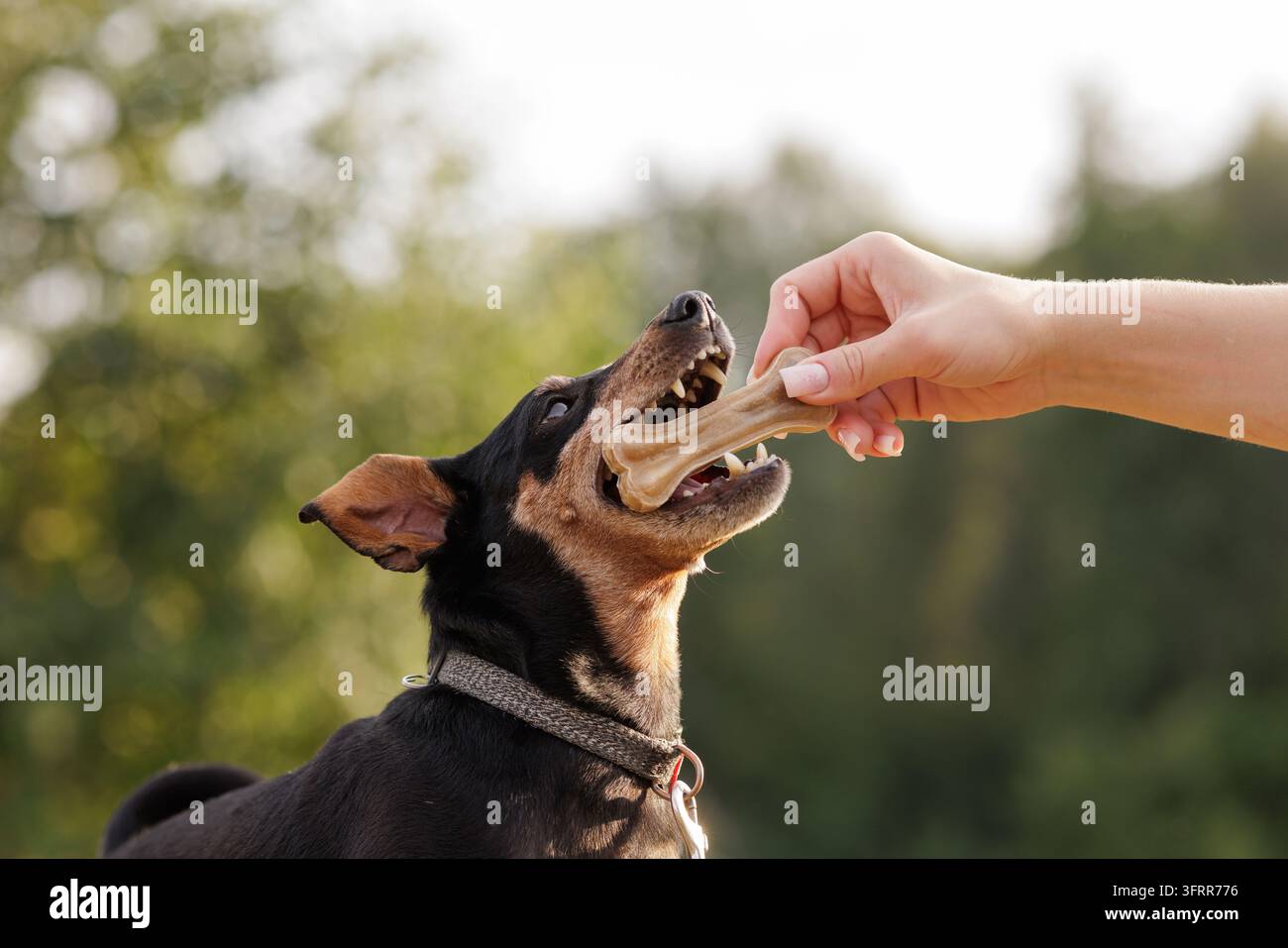 Cane che mangia un os da masticare dalla mano del proprietario all'aperto, illustrando la cura degli animali domestici, la ricompensa del comportamento e il marketing di bocconcini naturali per marchi di animali domestici. Foto Stock