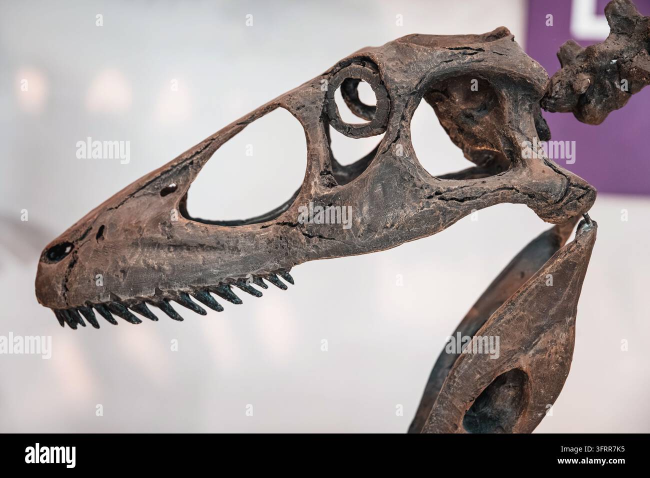 Fossile di cranio di dinosauro esposto in un museo, che evidenzia le antiche ossa e l'evoluzione preistorica di un rettile carnivoro Foto Stock