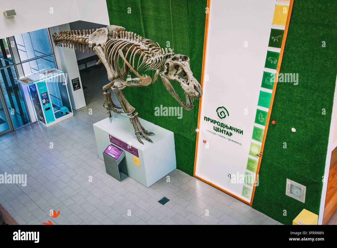 14 agosto 2026, Svilajnac, Serbia: Esposizione di fossili dello scheletro di T-rex nella lobby del centro di scienze naturali Foto Stock