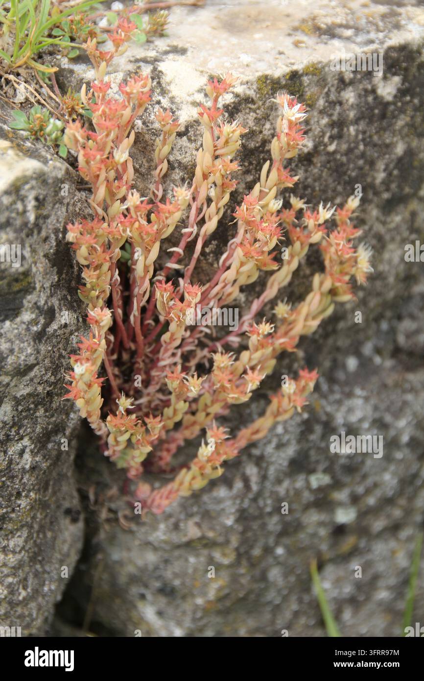 Rara pianta succulenta Sedum tetramerum che cresce in una fessura del muro di pietra, specie minacciata del Libro Rosso dell'Armenia, flora selvatica della regione del Caucaso Foto Stock