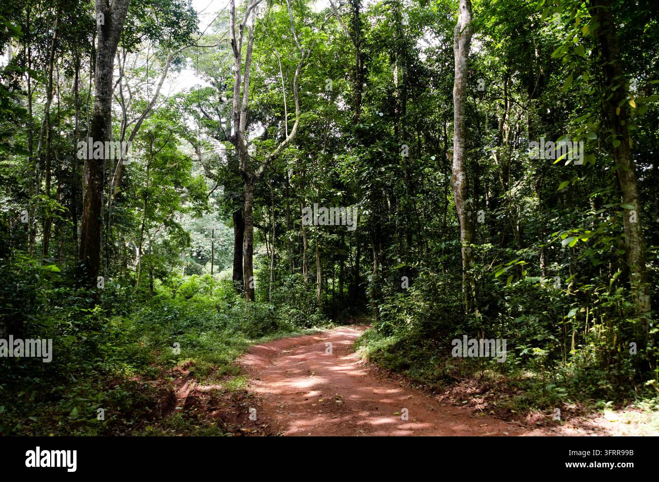 Una strada sterrata si snoda attraverso la foresta dell'Uganda. Foto Stock