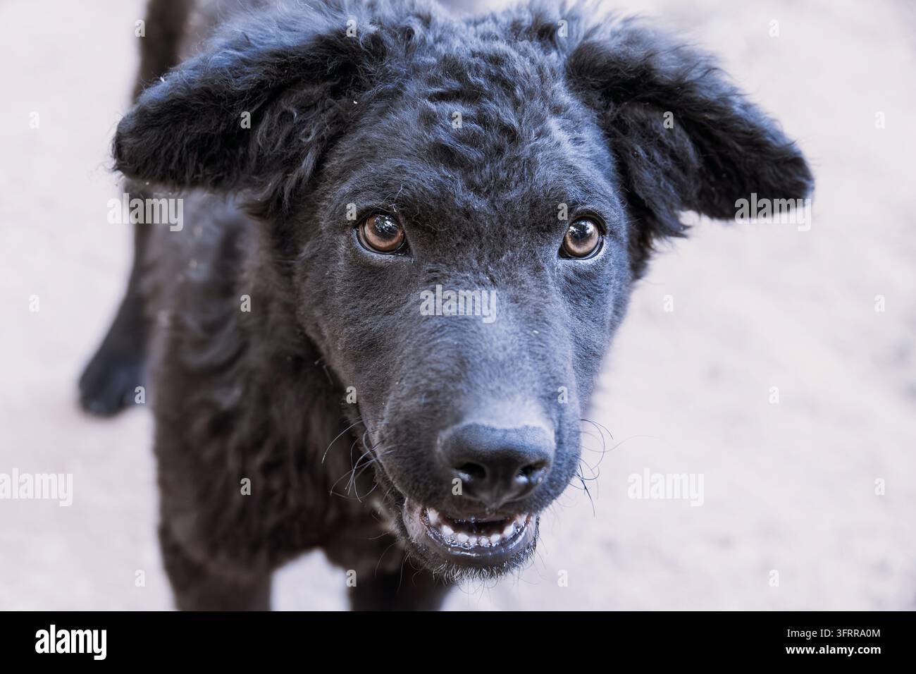 Cucciolo nero con pelo riccio e occhi marroni brillanti che guarda verso lo spettatore, mostrando fedeltà e dolcezza Foto Stock