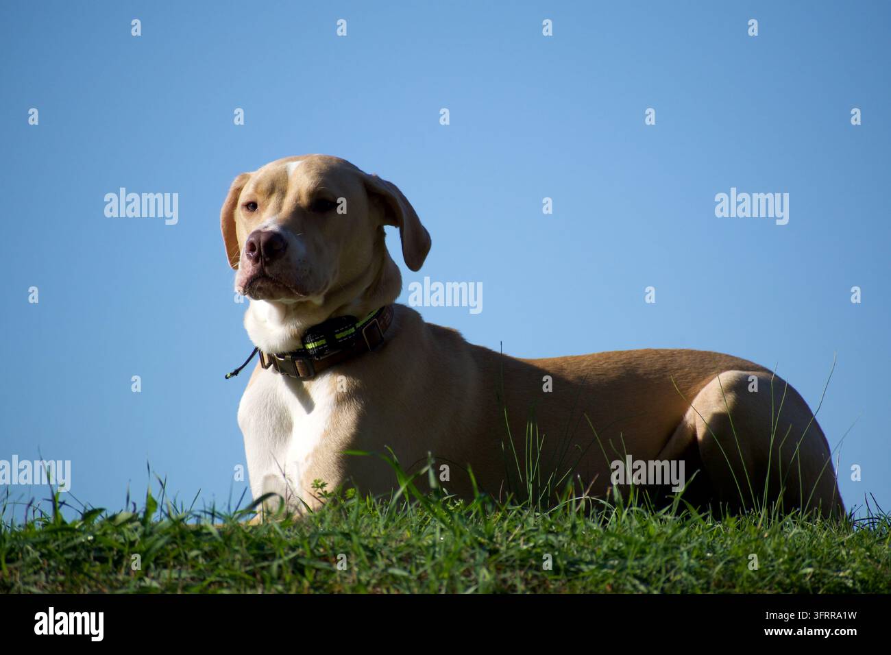 Cane marrone e bianco in piedi all'aperto contro un cielo blu chiaro con spazio di copia Foto Stock