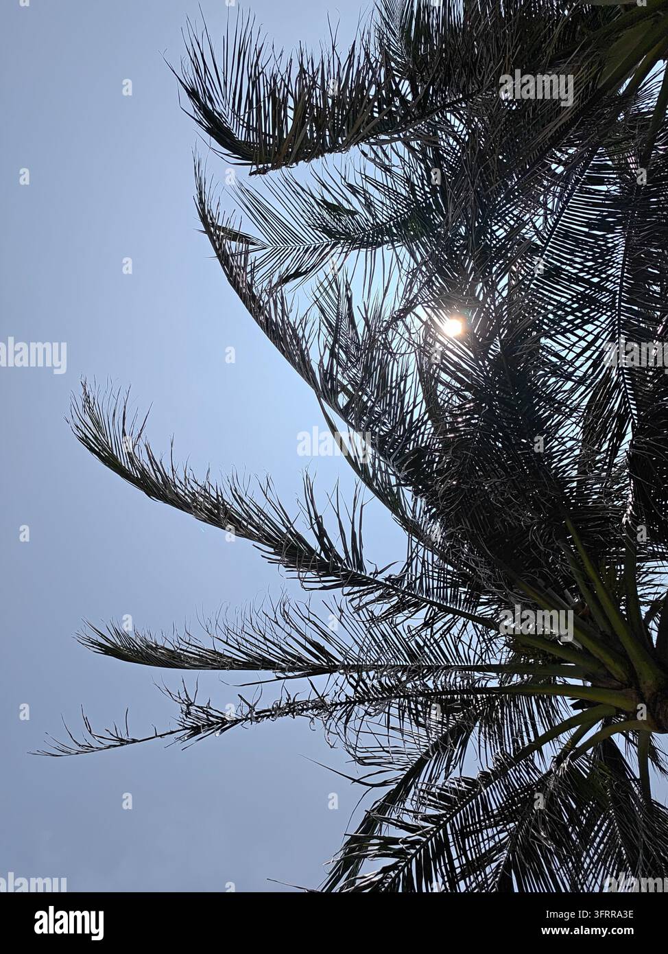 Frondi di palme illuminate dal sole in silhouette contro un cielo diurno limpido, delicati motivi delle foglie e luce del sole che filtra attraverso il fogliame Foto Stock