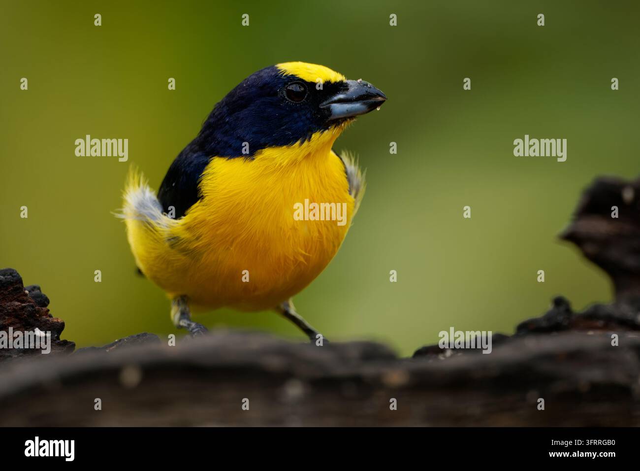 Eufonia dal becco spesso, Euphonia laniirostris, piccolo maschio con ventre e corona giallo brillante e dorso blu scuro lucido appollaiato su un vecchio tronco, verde Foto Stock