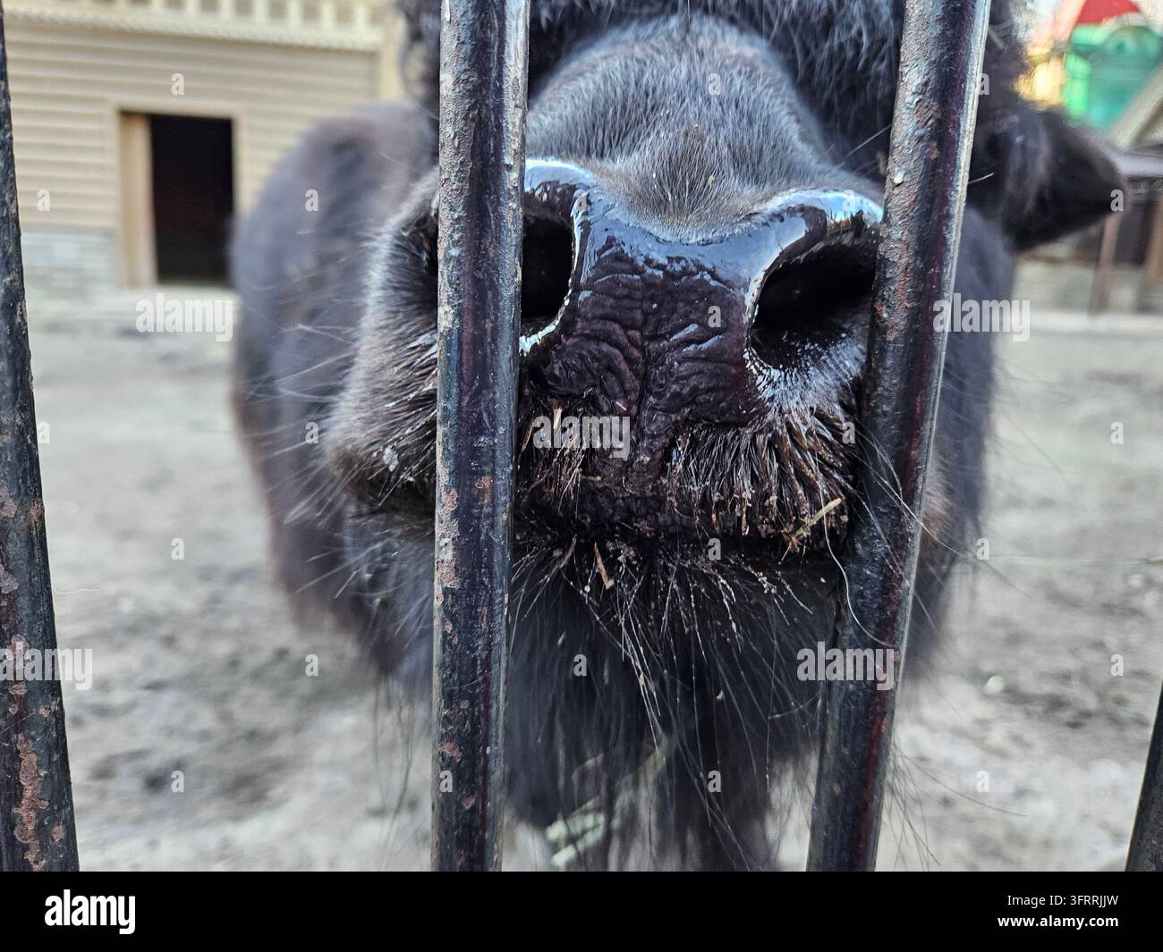 Un animale yak nepalese nero con il naso nero guarda la fotocamera attraverso una recinzione metallica. La scena è curiosa e interrogativa, poiché l'animale sembra cercare di capire cosa sta succedendo Foto Stock