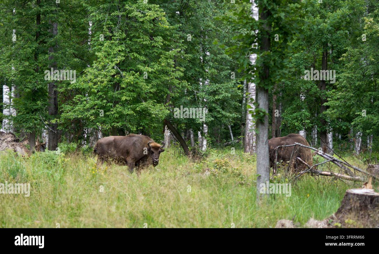 Vista di un grande bisonte in una foresta protetta Foto Stock