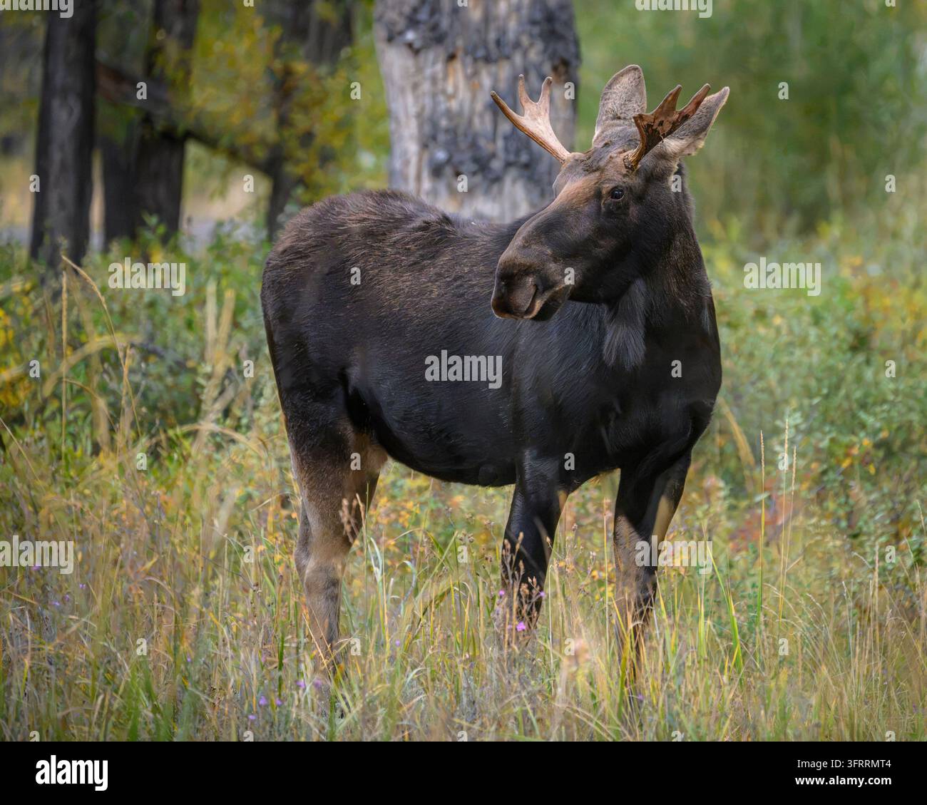 Giovane alce maschio nel campeggio di Gros Ventre nel Parco Nazionale del Grand Teton, Wyoming. Foto Stock