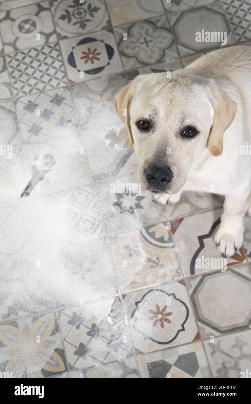 Cuccioli di Labrador birichini seduti sparsi in un mucchio di farina sul pavimento della cucina Foto Stock