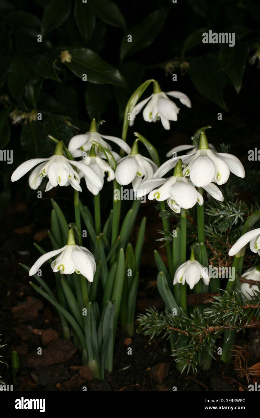 Galanthus nivalis L. Amaryllidaceae Fiordaliso. Pianta erbacea a bulbo resistente. Distribuzione: Europa. Una sostanza chimica, la galantamina, è ottenuta principalmente dal Caucaso Foto Stock