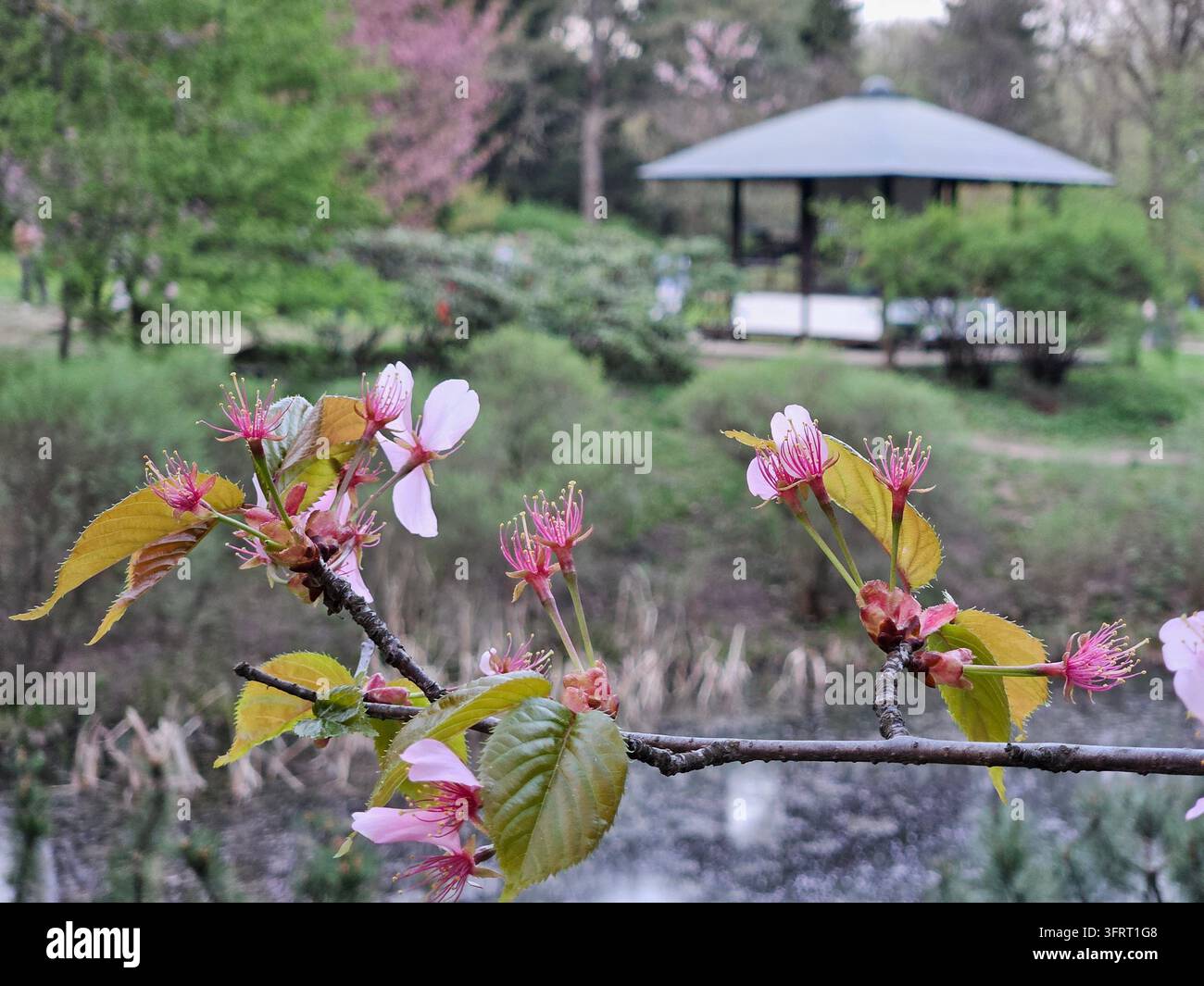 Albero con fiori rosa Ciliegio orientale sakura è accanto a uno stagno. Lo stagno è circondato da un'area verde in un giardino giapponese Foto Stock