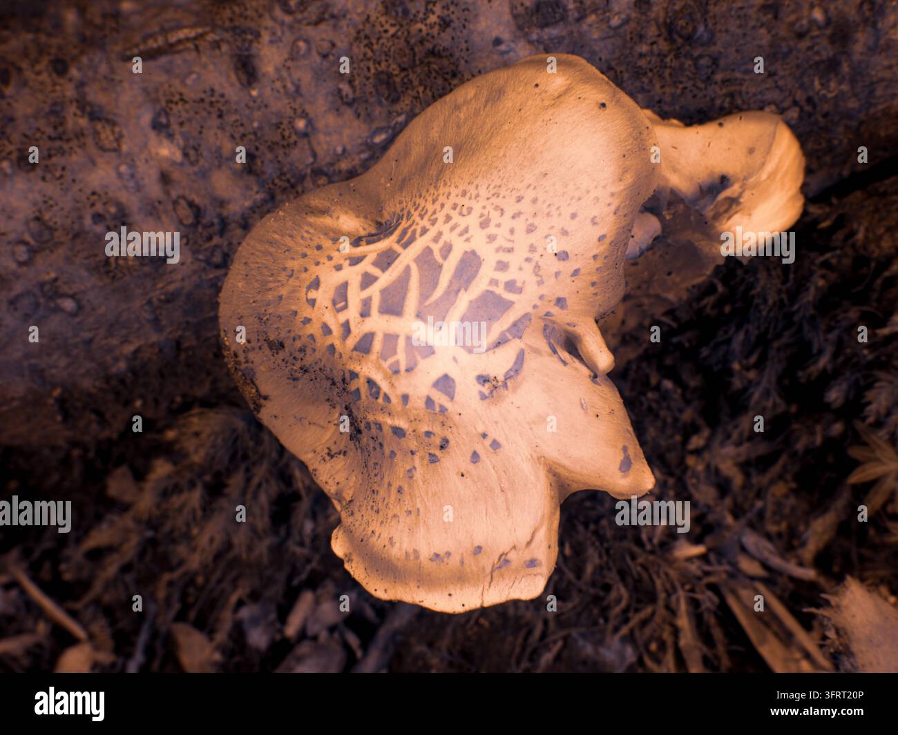 Un fungo cresce su un tronco caduto in una foresta. Il filtro infrarosso mostra i dettagli della superficie del fungo. Luce e ombre creano un p interessante Foto Stock