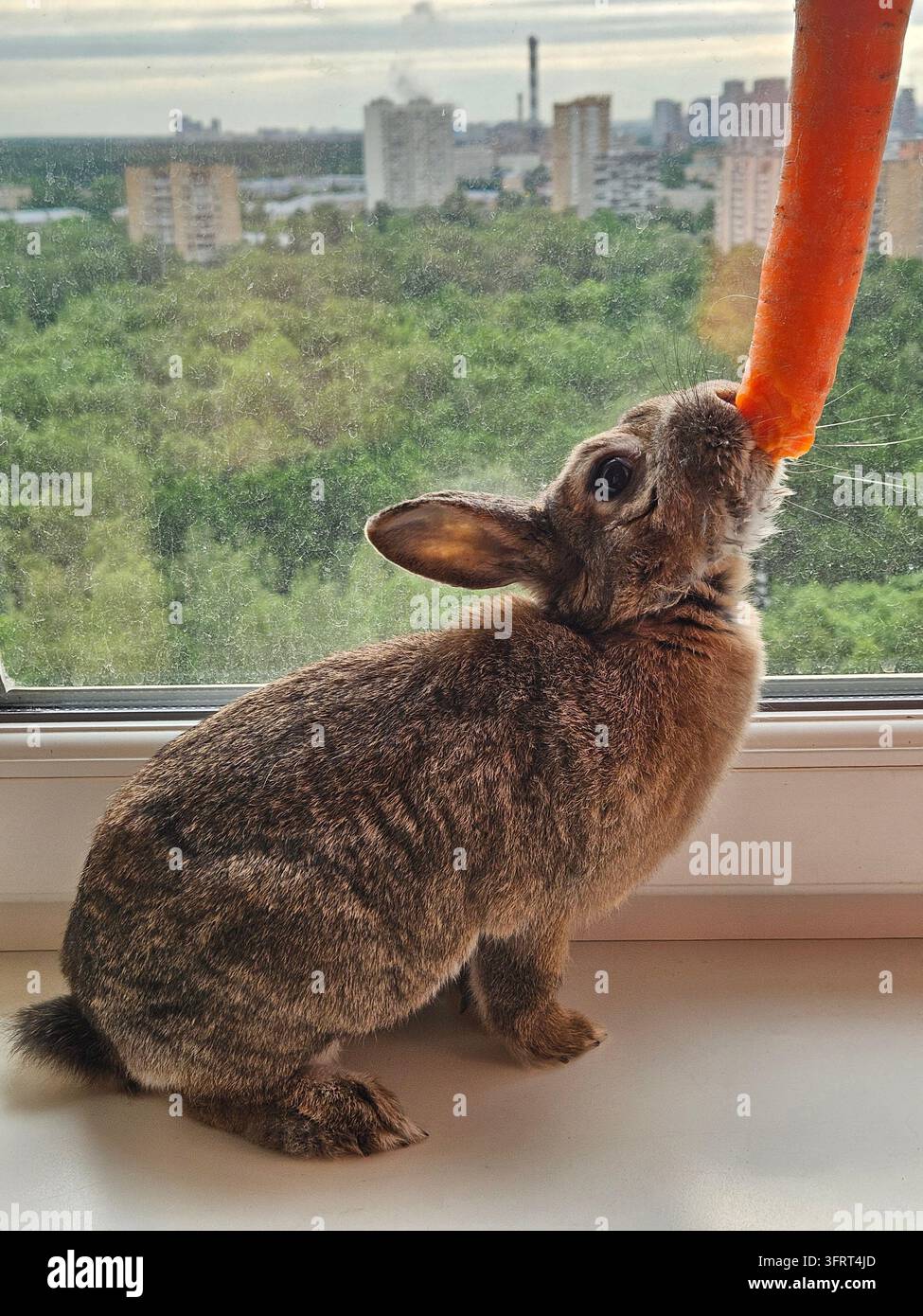 Un coniglio sta mangiando una carota. La carota è nella bocca del coniglio. Il coniglio è seduto sul davanzale della finestra Foto Stock