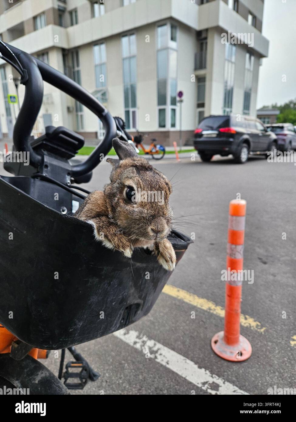 Un coniglio è seduto in un cesto su una bicicletta. La bicicletta è parcheggiata in un parcheggio vicino all'ingresso nel cortile della casa in un complesso residenziale Foto Stock