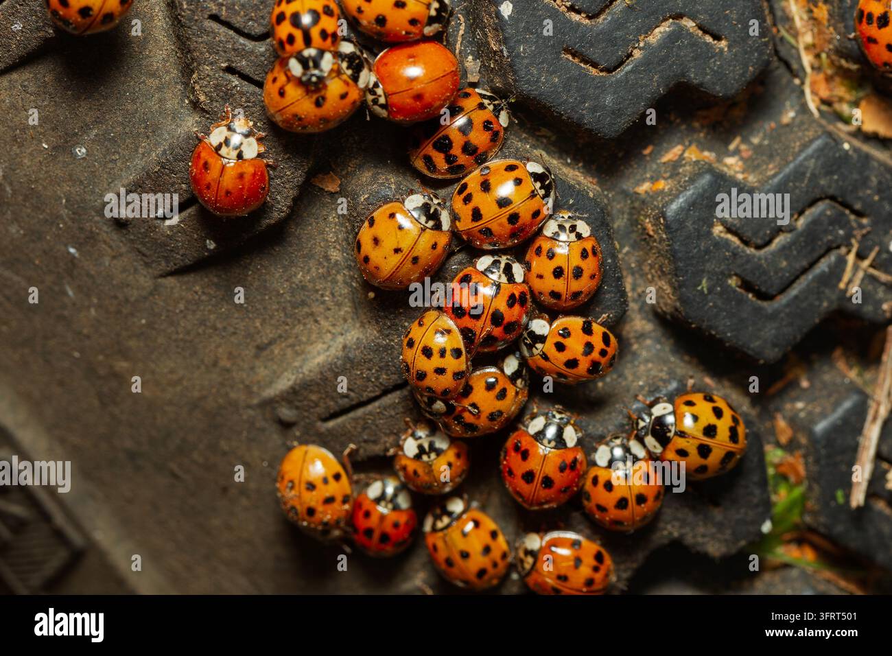Un gruppo di coccinelle asiatiche multicolori (Harmonia axyridis) su un pneumatico di trattore da giardino. Quebec, Canada Foto Stock