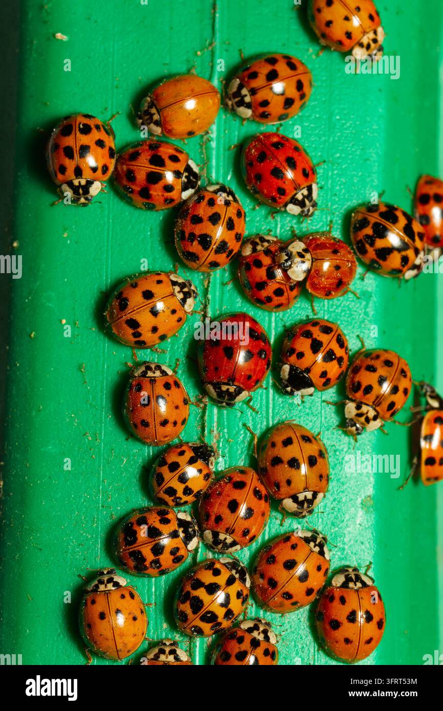 Un gruppo di coccinelle asiatiche multicolori (Harmonia axyridis). Quebec, Canada Foto Stock