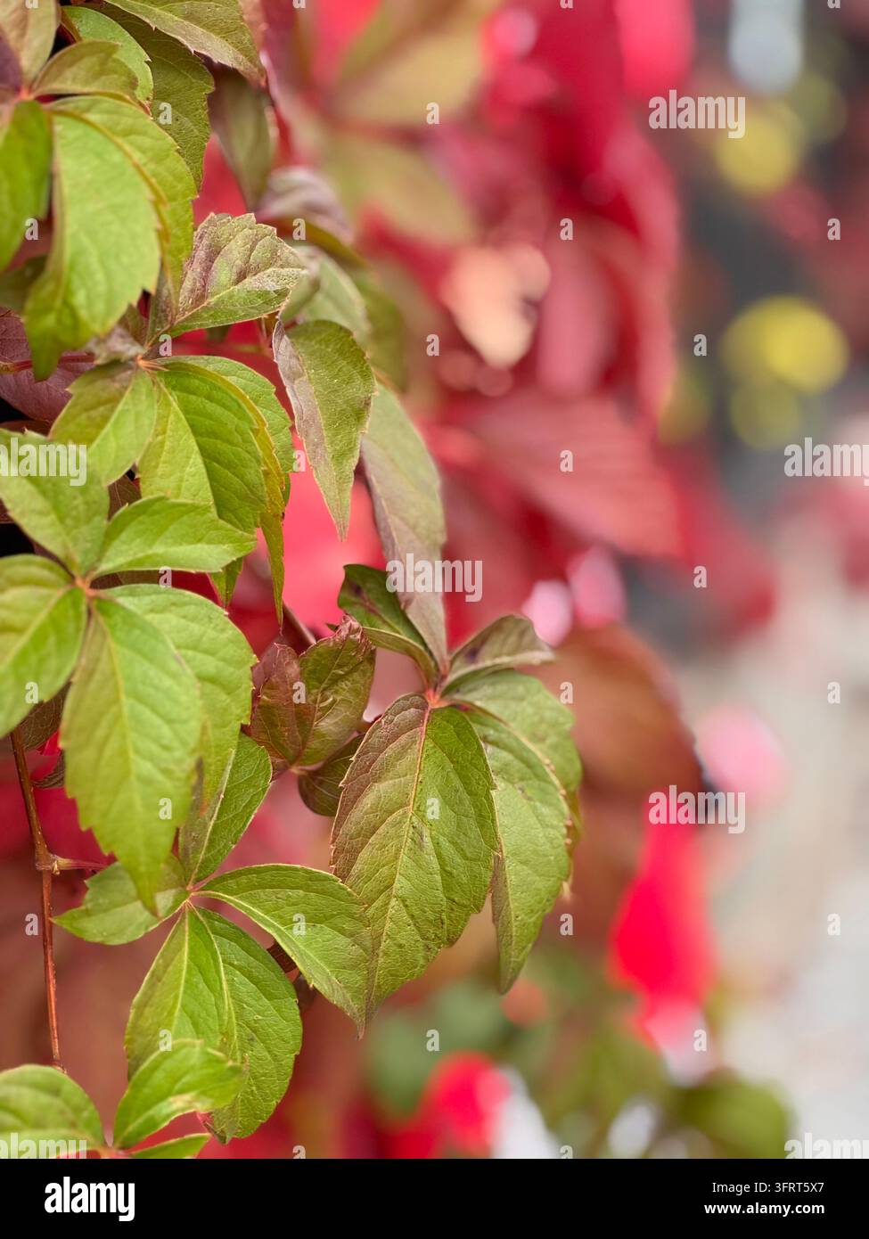 Prima piano di foglie autunnali verdi e rosse vibranti su una pianta all'aperto, luce naturale del giorno - Immagine stock catturata con smartphone