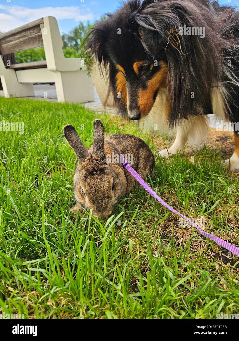 Un cane e un coniglio sono in piedi in un'area erbosa. Il cane guarda il coniglio che sta mangiando l'erba. Foto Stock