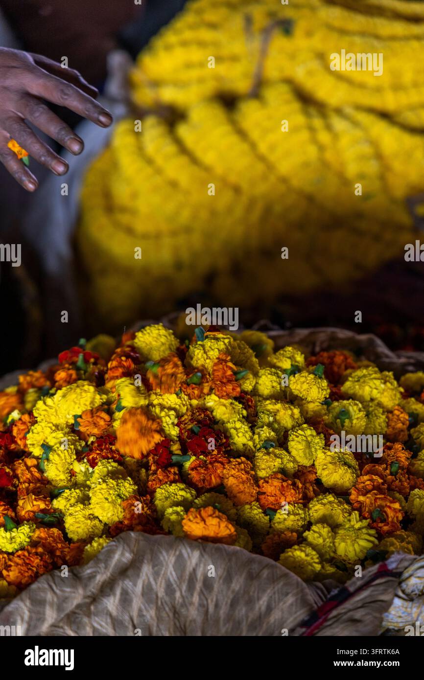 Ghirlande gialle sfocate riempiono la parte superiore mentre un mucchio di fiori di calendula arancioni e gialli si trova sotto e una mano raggiunge il fiore Foto Stock