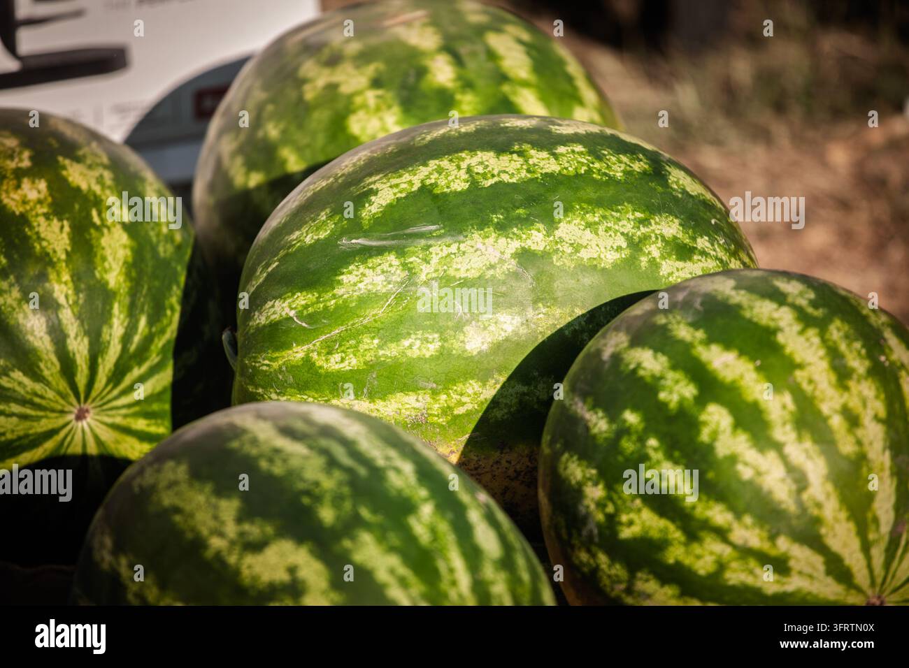 Angurie intere impilate per la vendita, che mostrano forme arrotondate e bucce verde scuro con strisce pallide. Questa vista ravvicinata mette in risalto la presentazione della frutta e la Foto Stock