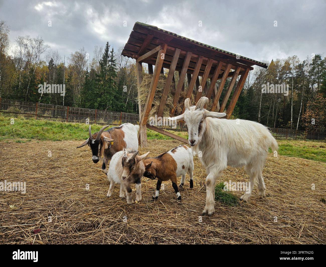 Capra bianca con corna si trova vicino a capre più piccole. Si radunano sotto un riparo di legno nel campo. L'erba secca copre il terreno sotto di loro. Gli alberi costeggiano lo sfondo con foglie autunnali Foto Stock