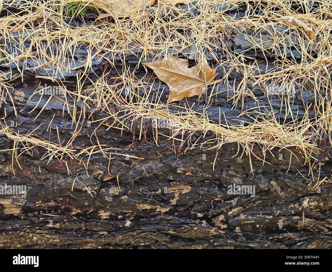 Filamenti d'erba secca si stendono su terreno scuro e bagnato. Una singola foglia marrone riposa su terra umida. Le texture naturali mostrano suolo, radici e detriti vegetali. Un primo piano cattura la superficie terrosa all'aperto Foto Stock