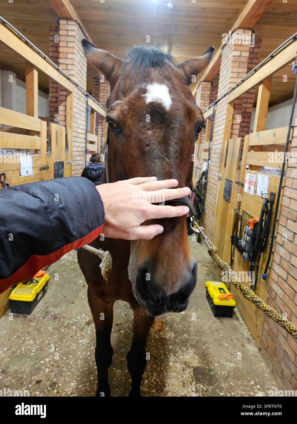 Mano accarezza delicatamente il muso del cavallo. Il cavallo sta tranquillo nella stalla. Una catena parte dal morso del cavallo. Le pareti di legno della stalla circondano l'animale. Piatti di peso gialli sono posati sul pavimento Foto Stock