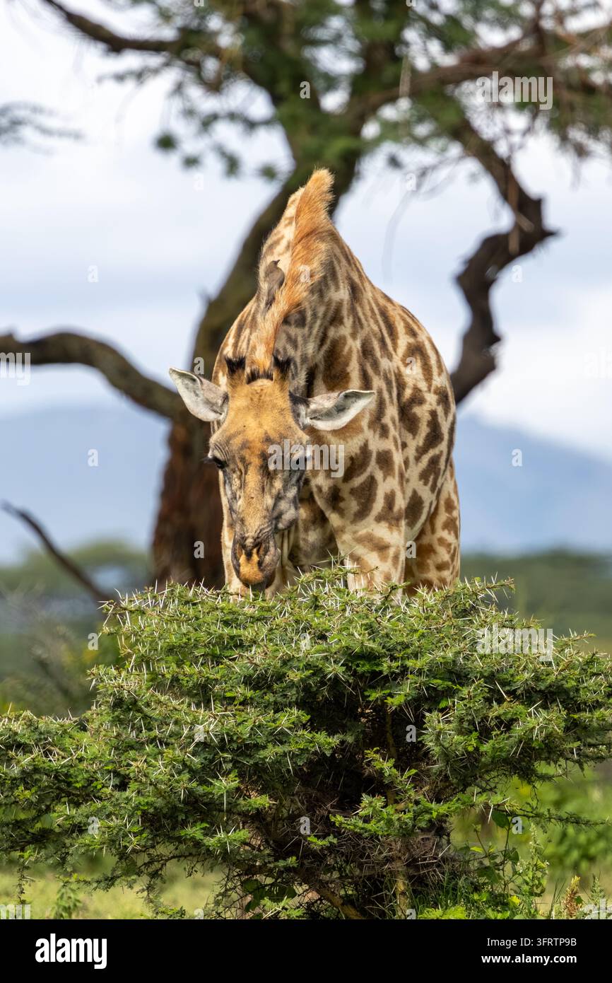 Probabile giraffa Masai nel profondo della macchia di acacia, Kenya Foto Stock
