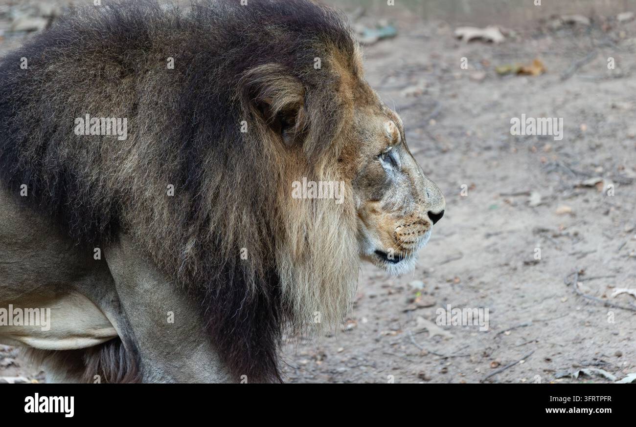 Leone maschio in messa a fuoco profonda che fissa l'abisso Foto Stock