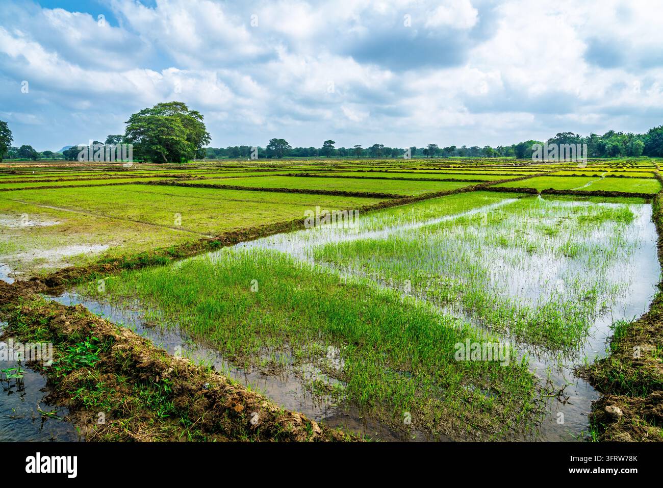Campi di riso allagati nella campagna agricola vicino a Polonnaruwa, Sri Lanka Foto Stock