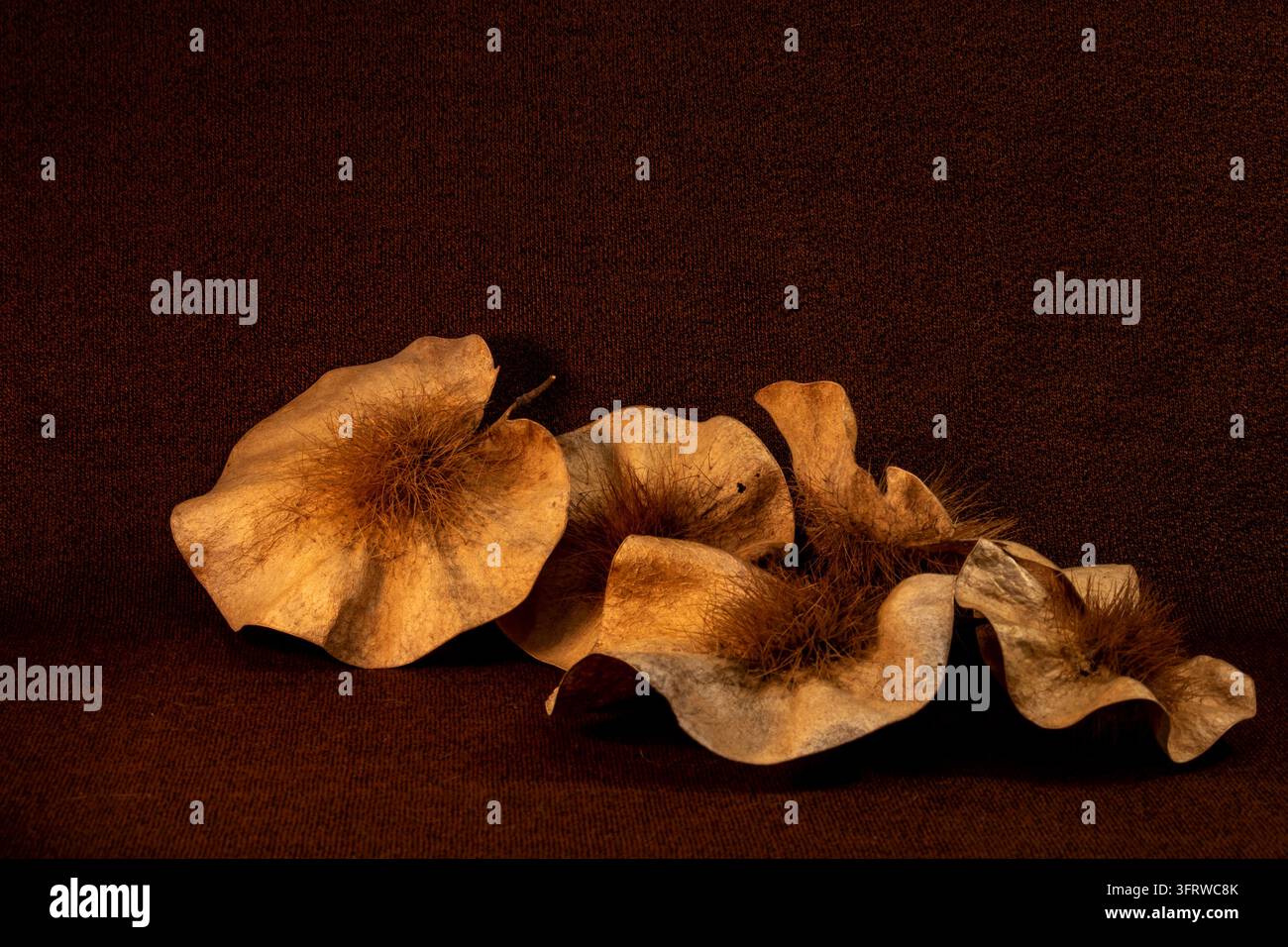 Cinque semi essiccati dell'albero Mukwa, Pterocarpus angolensis, disposti artisticamente su uno sfondo marrone intenso. Natura morta. Foto Stock