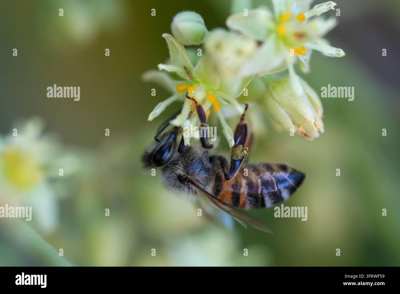 Macro estremo in primo piano di un'ape mellifera Apis mellifera appesa a testa in giù che impollina un piccolo fiore di avocado verdastro bianco Persea americana con polline giallo Foto Stock