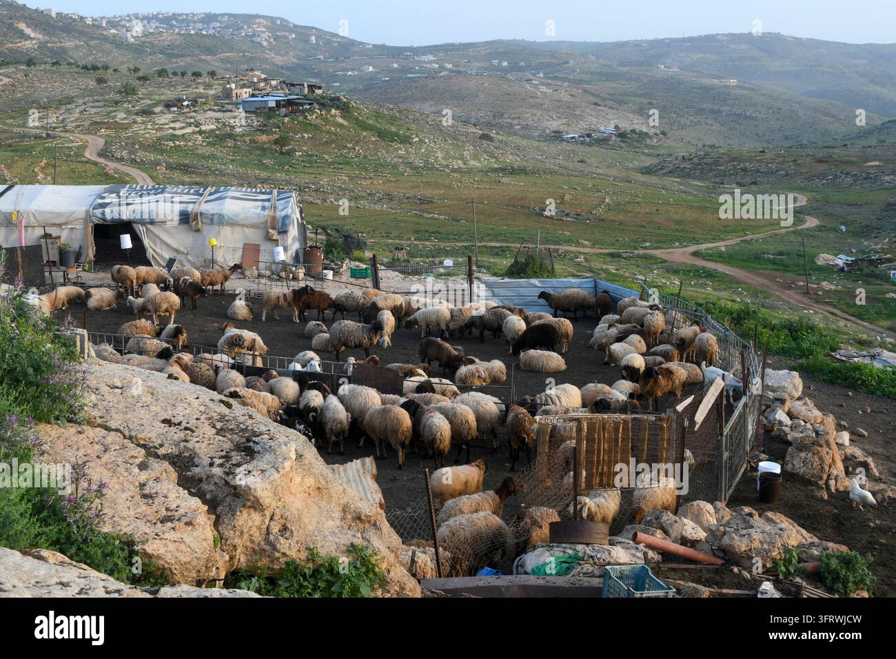 Allevamento di pecore palestinese tra colline frastagliate e pressione degli insediamenti nella Cisgiordania occupata, Palestina, che riflette il conflitto israelo-palestinese. Foto Stock
