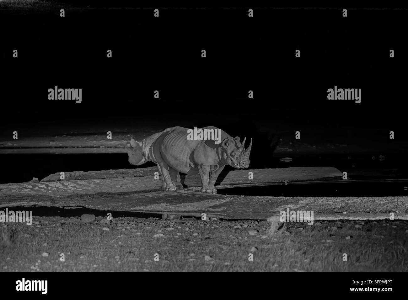 Rinoceronte nella natura selvaggia di notte, fotografato in Namibia a luglio, in piedi su un albero caduto in un paesaggio naturale. Foto Stock