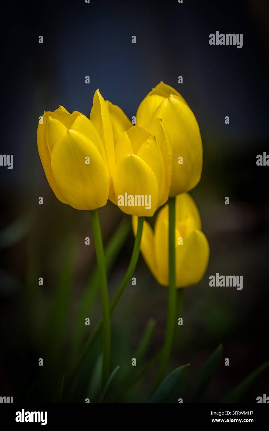 Primo piano di tulipani gialli con petali illuminati dal sole e steli verdi su uno sfondo scuro sfocato dolcemente. Foto Stock