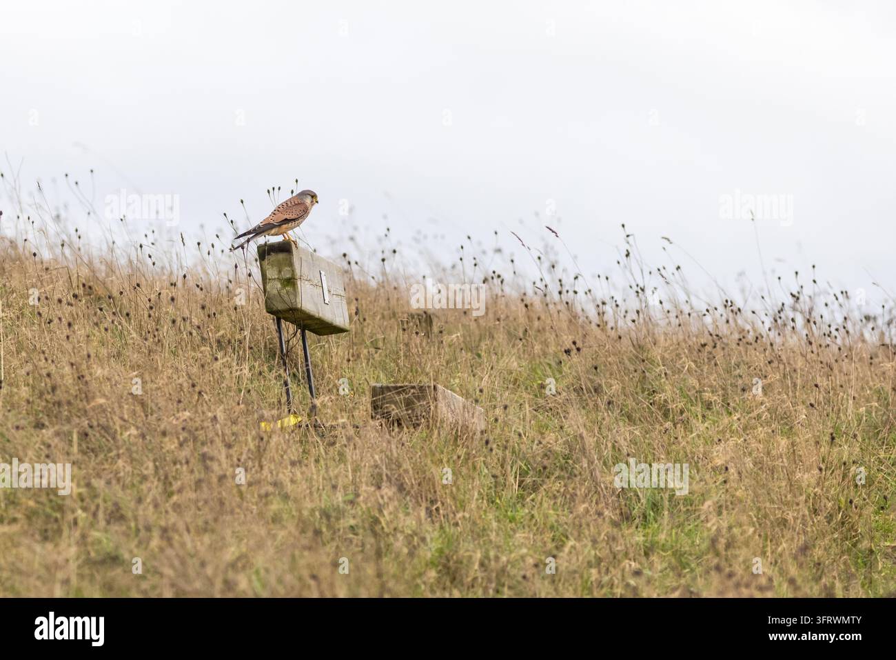 Un falco comune si appollaia su un cartello di legno consumato tra alte erbe secche e teste di seme sotto un cielo pallido e nuvoloso. Foto Stock
