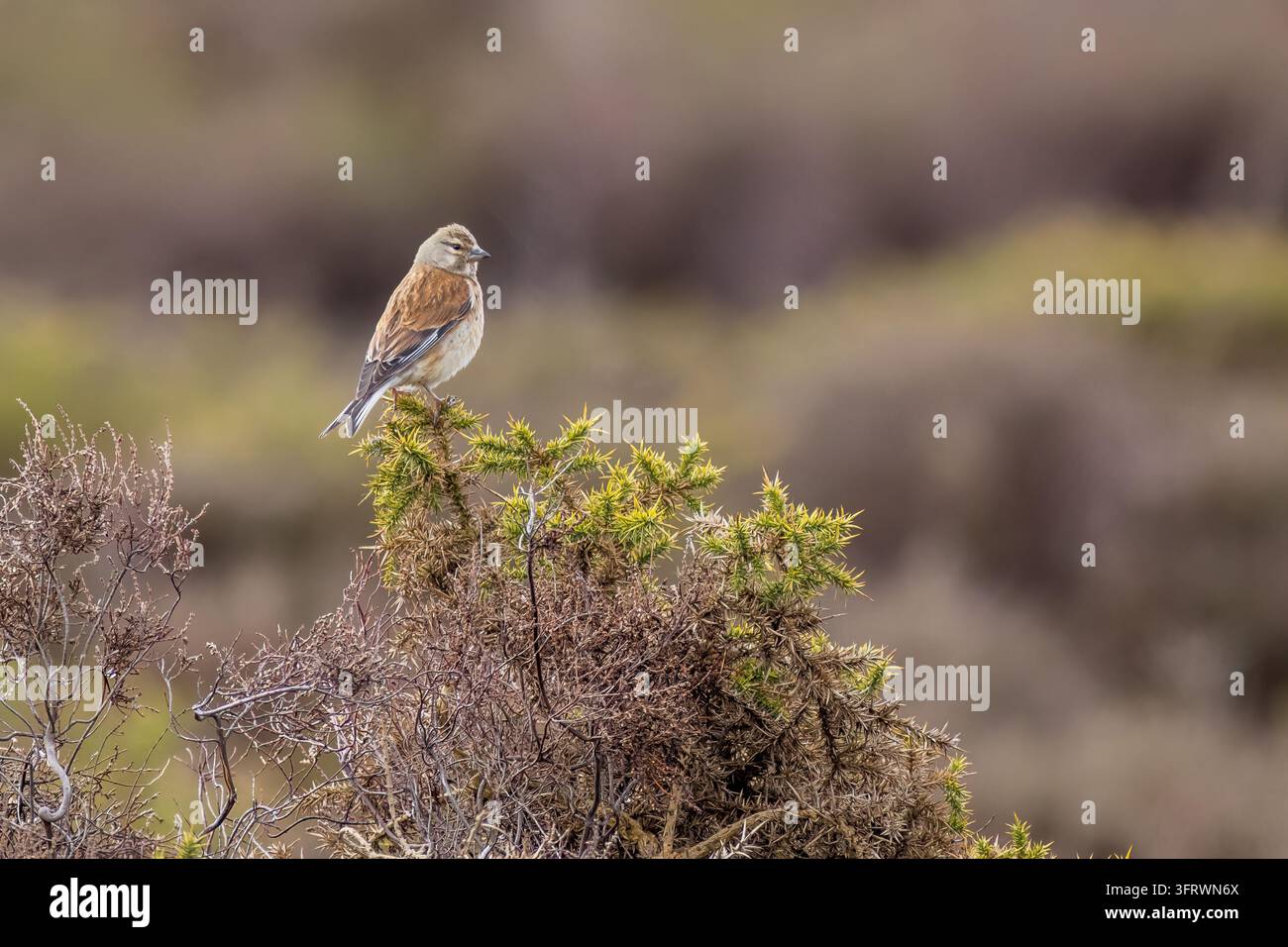 Un fringuello comune si appollaia su un cespuglio di ginestra spinosa, mostrando il dorso castano, la testa grigia e le macchie bianche sulle ali su uno sfondo sfocato. Foto Stock