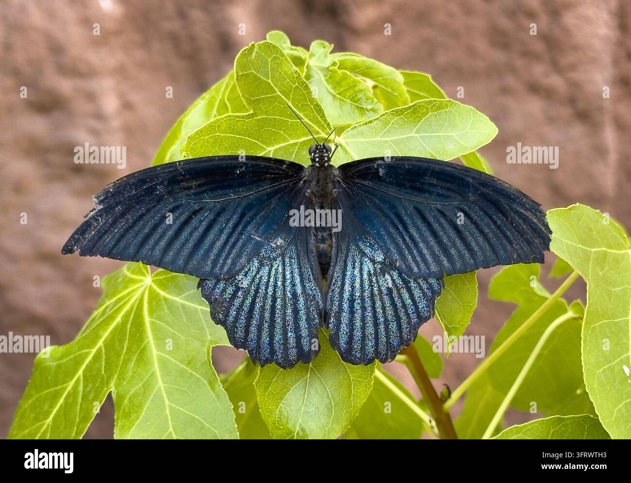 Grande Monarca Nera, Papilio memnon, insetto su fiore in habitat naturale. Farfalla in Malesia. Natura selvaggia. Farfalla tropicale nella giungla Foto Stock