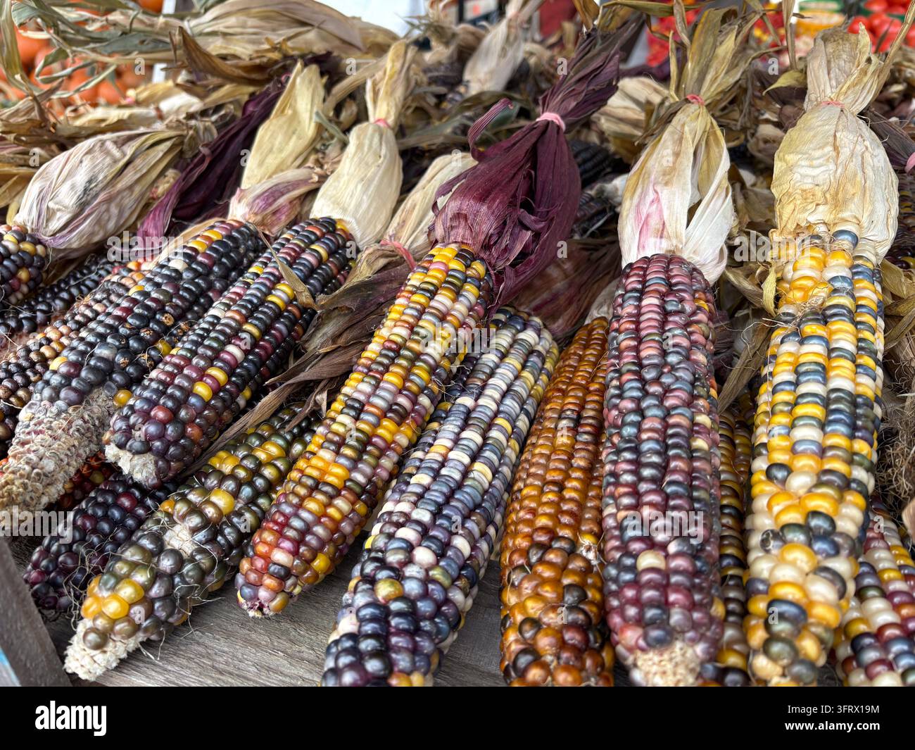 Esposizione vivace di pannocchie di mais flint multicolori al mercato Jean-Talon di Montreal, Canada, che mette in mostra prodotti agricoli. Foto Stock