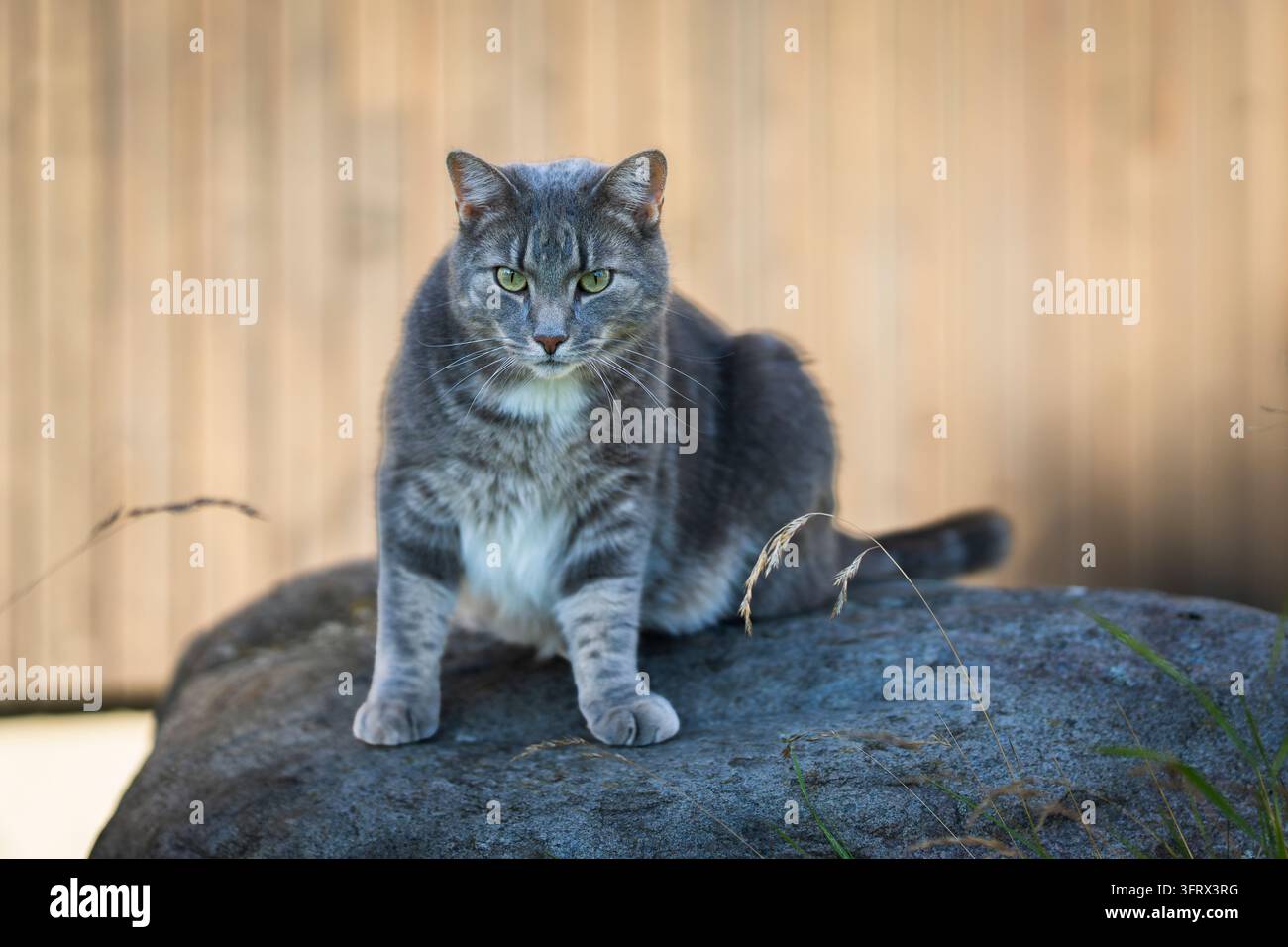 Gatto domestico a pelo corto tigrato con pelo grigio striato, petto bianco e occhi verdi sorprendenti, seduto vigile su una grande pietra naturale Foto Stock