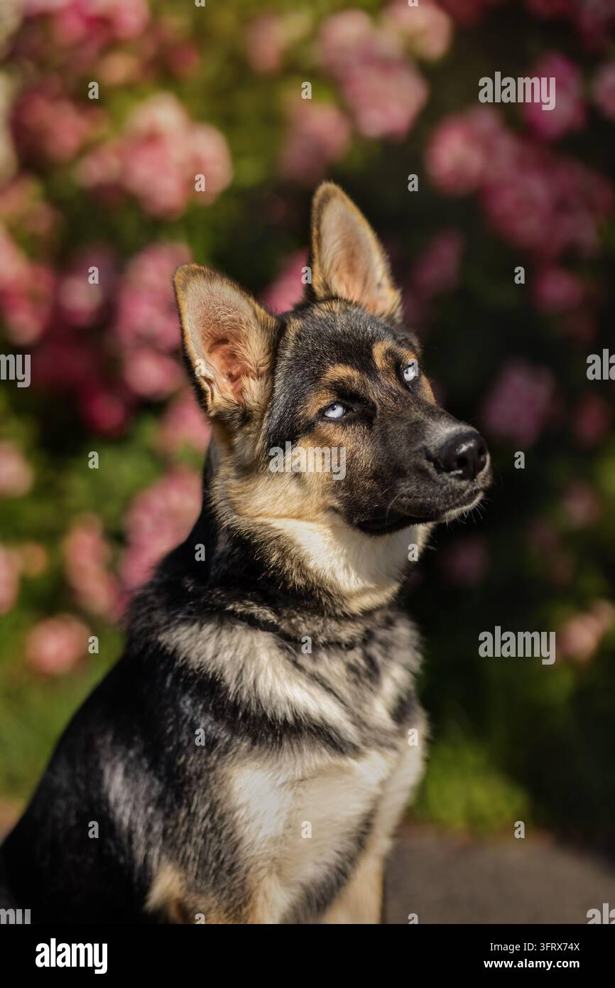 Giovane cane Shepsky con occhi blu sorprendenti che guarda verso l'alto su uno sfondo di fiori rosa morbido, trasmettendo curiosità, calma e bellezza naturale in un o Foto Stock
